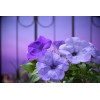 Petunia Seeds 25 Pelleted Seeds Petunia F1 Evening Blue Scentsation