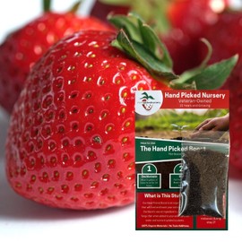 Seascape Everbearing Strawberry Plants Plus Free Plant Boost! 25 Live Bare Root Seascape Strawberry Plants - Hardy, Non GMO from Hand Picked Nursery