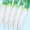 Radish Seeds - White Cannon - Hybrid - 1 Oz