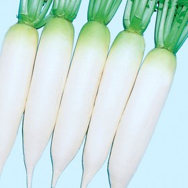 Radish Seeds - White Cannon - Hybrid - 1 Oz ~1300 Seeds - Non-GMO, F1 Hybrid - Vegetable Garden