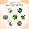 Alimento Orgánico Plantas Monstera Líquido Monstera Fertiliz