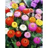SeedsUP - 100+ Zinnia Elegans Liliput Dwarf Mix - Flower