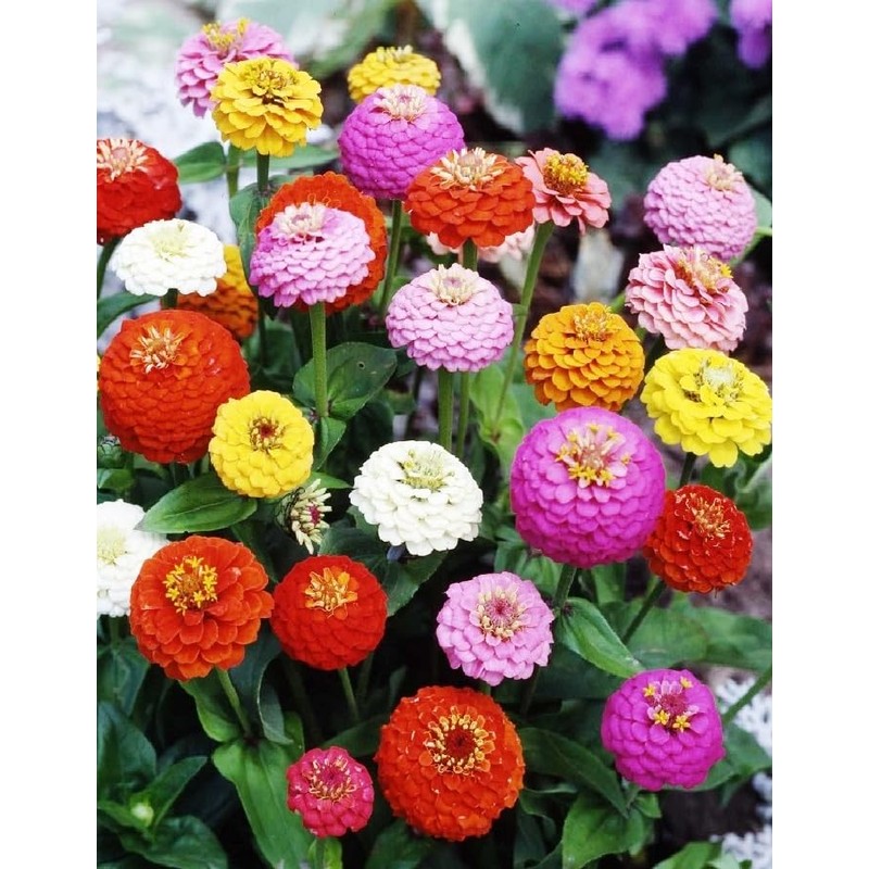 SeedsUP - 100+ Zinnia Elegans Liliput Dwarf Mix - Flower