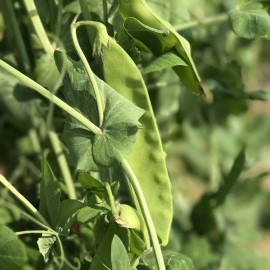 Southeast Seeds Dwarf Grey Sugar Snow Pea Seeds, NON-GMO, Heirloom, FREE SHIPPING - 40 Seeds or 1/4 OZ