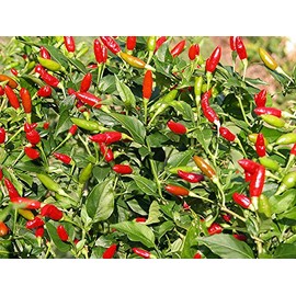30+ Tabasco Hot Pepper Seeds Heirloom Non-GMO Red Chili Spicy, Rich Flavor, Productive, from USA!