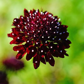 Outsidepride Scabiosa Purple - 200 Seeds