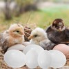 WEZCHUGHAOL 10 Fake Bird Eggs, Pigeons That Have Stopped Laying,