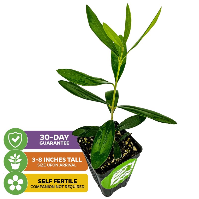 Leccino Olive Tree - Olea europaea by Wellspring Gardens -