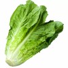 HSC 1200+ Parris Island Romaine Lettuce Seeds | Non-GMO Lettuce