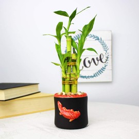 Set of 10 Live Lucky Bamboo 5 Stalk Arrangements - Live Indoor Plant for Home Decor, Arts & Crafts, Zen Garden and Feng Shui