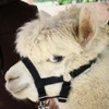 PFIFF 103101 Alpaca Halter "Pako", Adjustable Size for Alpacas, with