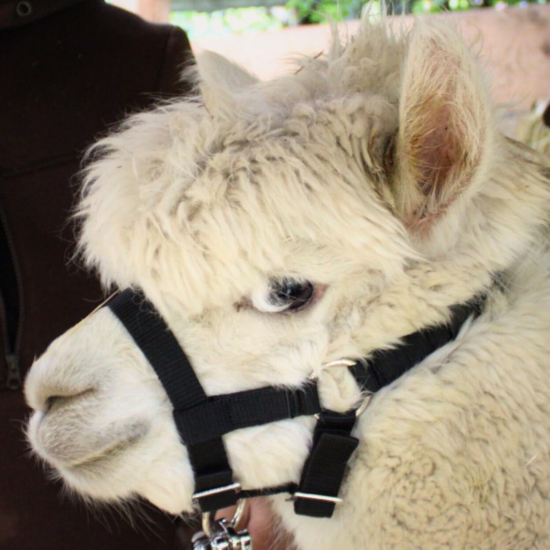 PFIFF 103101 Alpaca Halter "Pako", Adjustable Size for Alpacas, with