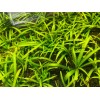 15x Dwarf Sagittaria Subulata Dwarf Sag Easy Live Aquarium Plants