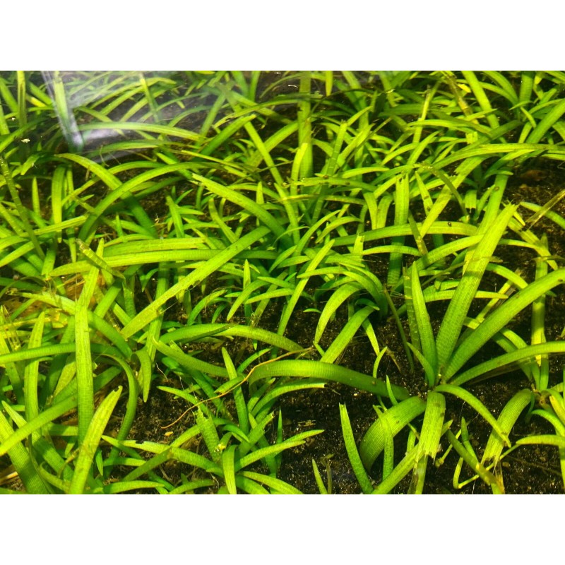 15x Dwarf Sagittaria Subulata Dwarf Sag Easy Live Aquarium Plants