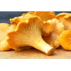 RAISE ME UP: Chanterelle Mushrooms Spores Non GMO Heirloom 100