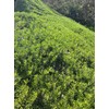 Myoporum Parvifolium Creeping Boobialla Plant, 5-6 inch Cuttings (100)