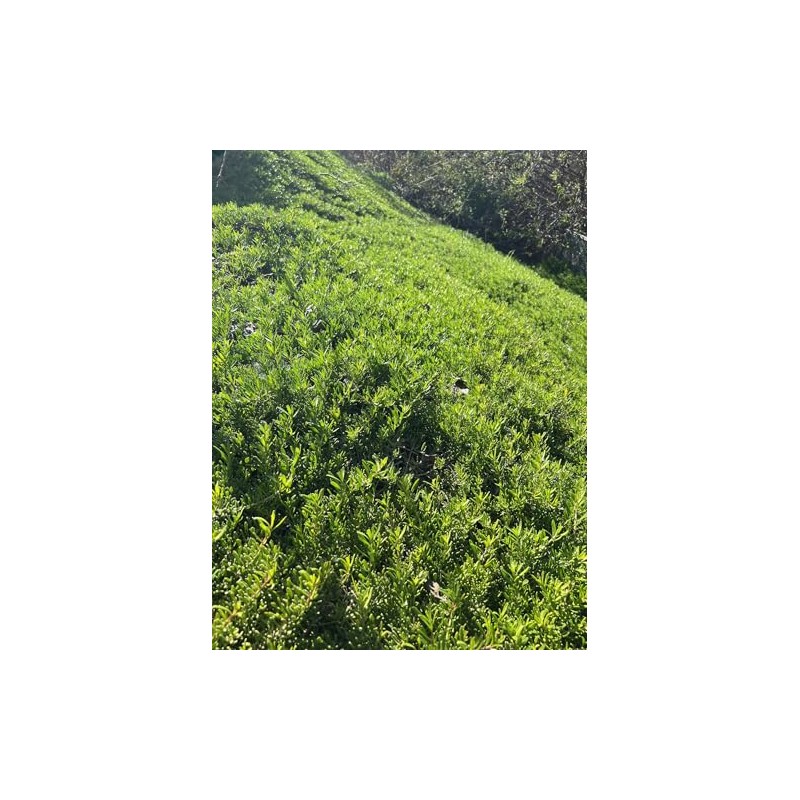 Myoporum Parvifolium Creeping Boobialla Plant, 5-6 inch Cuttings (100)