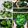 Sow Right Seeds - Bloomsdale Spinach Seeds for Planting -