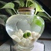 LoveBalls: Marimo Moss Balls - Moss Ball Quantity: 2 Moss