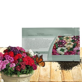 Outsidepride Mammoth Mix Verbena Seeds for Planting - 2000 Pcs. Annual, Drought Tolerant & Easy to Grow, Ground Cover with Fragrant & Vibrant Blooms for Containers, Borders & Pollinator Gardens