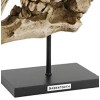 Ebros Gift Sabertooth Tiger Cat Fossil Skull Skeleton Replica Statue