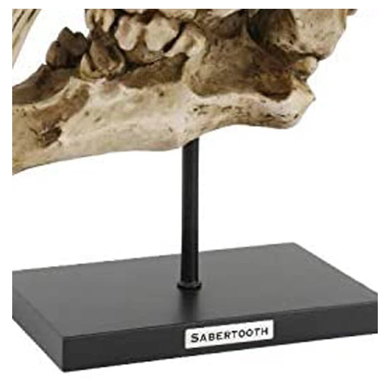 Ebros Gift Sabertooth Tiger Cat Fossil Skull Skeleton Replica Statue