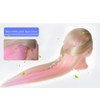Mannequin Head with Hair,29" Cosmetology Mannequin Head practice kit，hair mannequinhead
