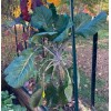 LONGHEAD COLLARD GREEN (AFRICAN TREE COLLARD HYBRID-LONGHEAD) 100 SEEDS -6