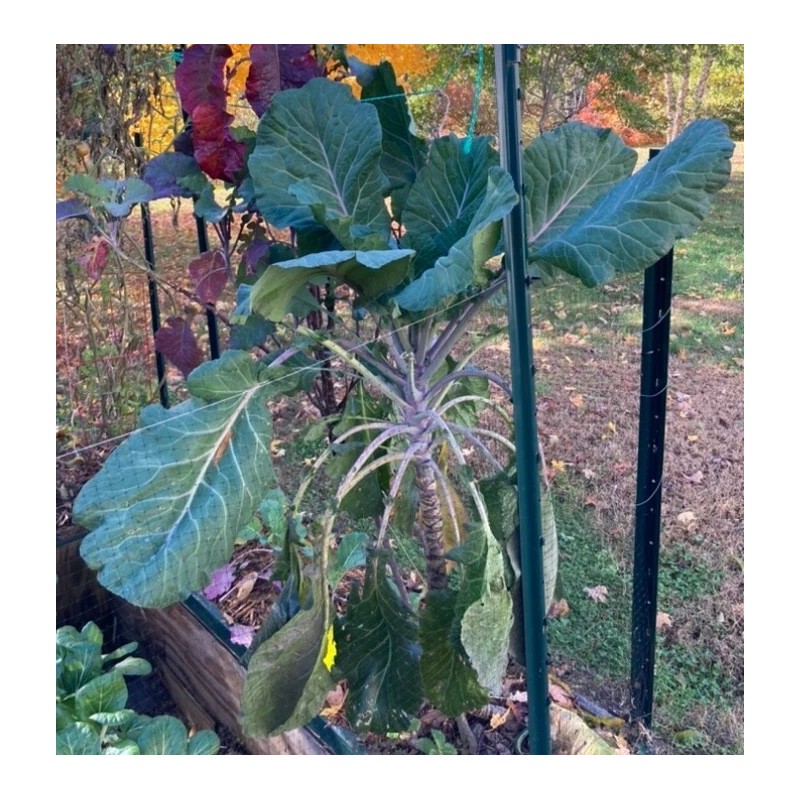 LONGHEAD COLLARD GREEN (AFRICAN TREE COLLARD HYBRID-LONGHEAD) 100 SEEDS -6