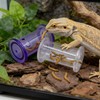 MinrzPet 2 Pack Bearded Dragon Enrichment Toys, Reptile Feeding Accessories,