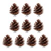 10pcs Bird Bite Pine Cones with Fixing Nuts, Pine Cone