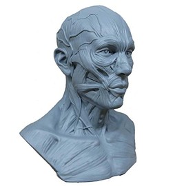 airgoesin Human Model Craft Anatomy Skull Head Muscle Bone Medical Artist Drawing Study (Blue)
