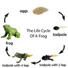 Gemini & Genius Life Cycle of Frog Figurines, Bulk Insect