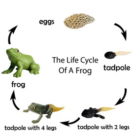 Gemini & Genius Life Cycle of Frog Figurines, Bulk Insect Growth Diary Action Figures, Super Fun for Learning Gifts, Party Favors, Treasure Box Prizes, Goodie Bag Fillers, Family Fun