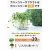 Health & Wild Grass Tea Center, Broccoli Sprout (Made in
