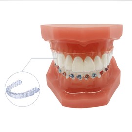 Modelo de dientes de ortodoncia invisible YOUYA DENTAL modelo de dientes de enseñanza dental con soporte de metal para herramientas de enseñanza de dentista para mostrar