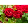 Health Embassy Rose Petals Tea (100% Dried Rose Petals) (100g)