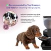 Feeding Friend Automatic Dog & Cat Food Feeder with Water