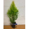 5 Emerald Green Arborvitae 6-12" Tall Live Plants in 4"