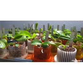 Orchitop - The Optimum Planter for Orchids - Set with Mat, s