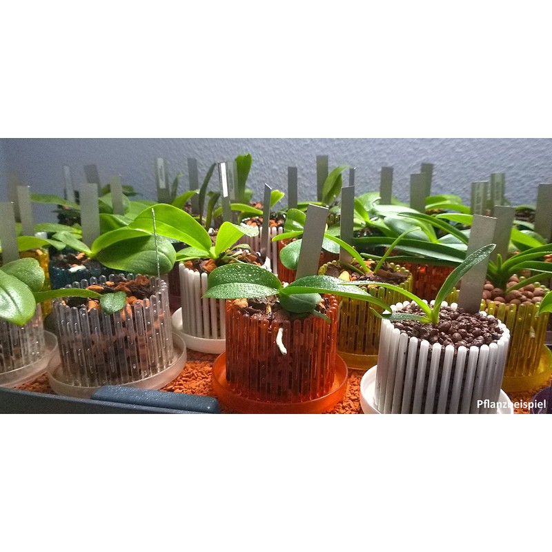 Orchitop - The Optimum Planter for Orchids - Set with