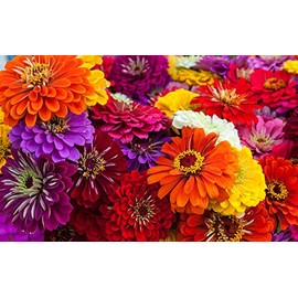 "Zin Master" Zinnia Mix Flower Seeds, 200 Heirloom Flower Seeds Per Packet, Non GMO Seeds, Isla's Garden Seeds,