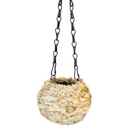Super Moss (29347) Blond Sphagnum Kokedama Planter, 4"