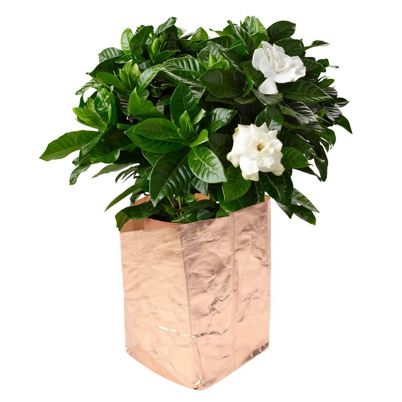 Kraft Paper Washable Reusable Planting Bag Plant Growing Bags for