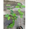 Unbranded Saskatoon Serviceberry 8-12" tall 1-2 y.o. (Amelanchier) Bare Root