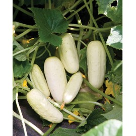 David's Garden Seeds Cucumber Pickling Salt and Pepper 25 Non-GMO, Heirloom Seeds