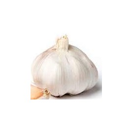 Garlic Clove, Root, Rhizome, Plant SeedsBulbsPlants&More