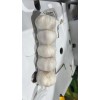 Bulkbuyz1 Garlic Bulbs Natural 5 bulbs