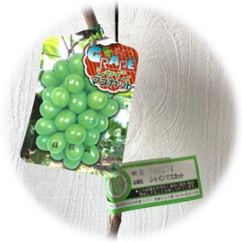 Shine Muscat (PVP) Grape Seedling, 4.7 inches (12 cm) Pot Seedling, Grape, Registered Varieties
