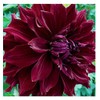 Mingus Alex Dinnerplate Dahlia - 5 Gallon Size Bareroot Tuber